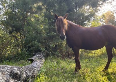 IMG_1986 Horse standing near fallen tree