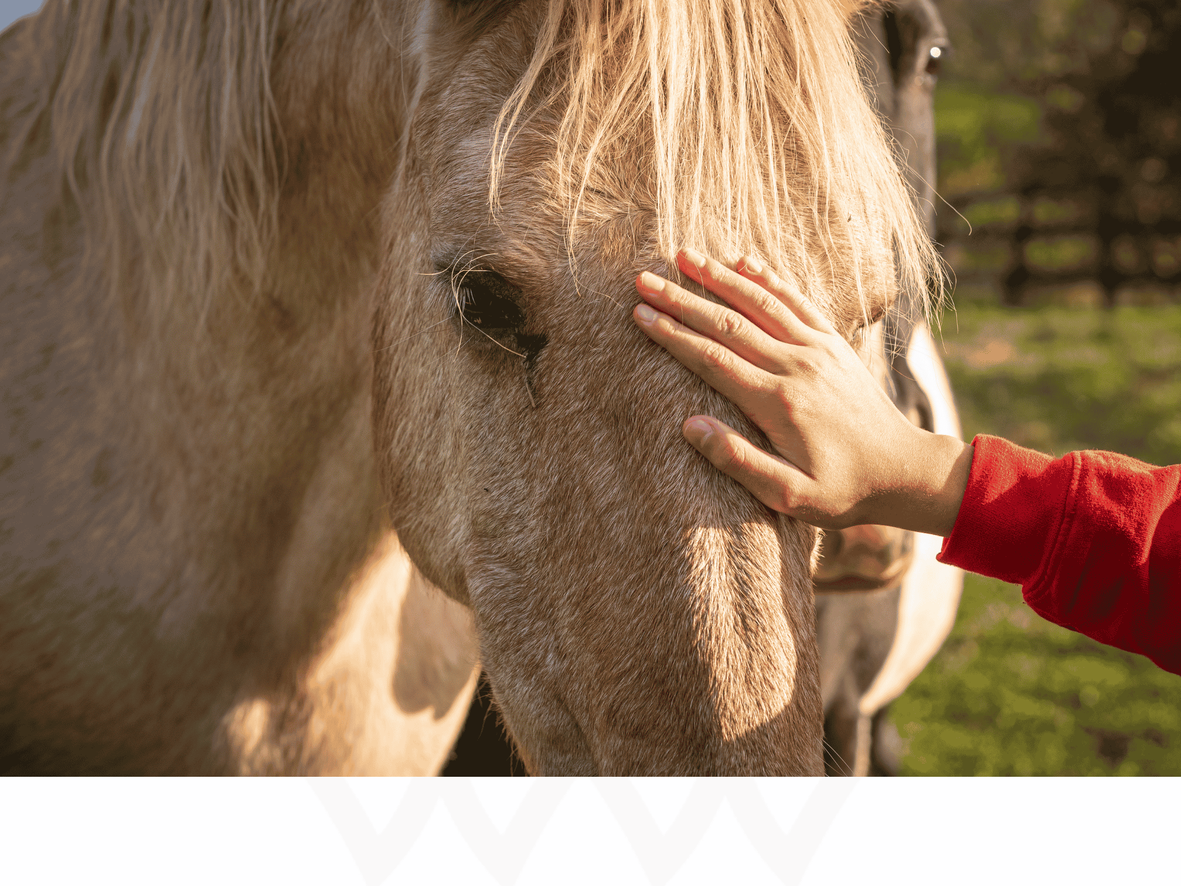 equine therapy session, man riding a horse in a dirt field